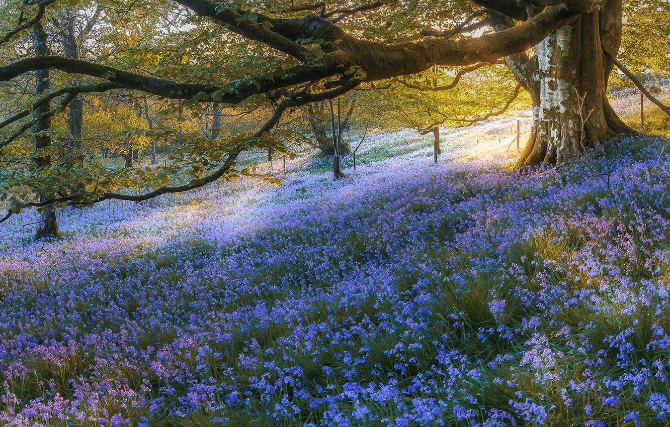 Wallpaper forest, trees, flowers, Scotland, bells, Scotland, Bluebell Wood, Gartmore, Gartmore image for desktop, section природа