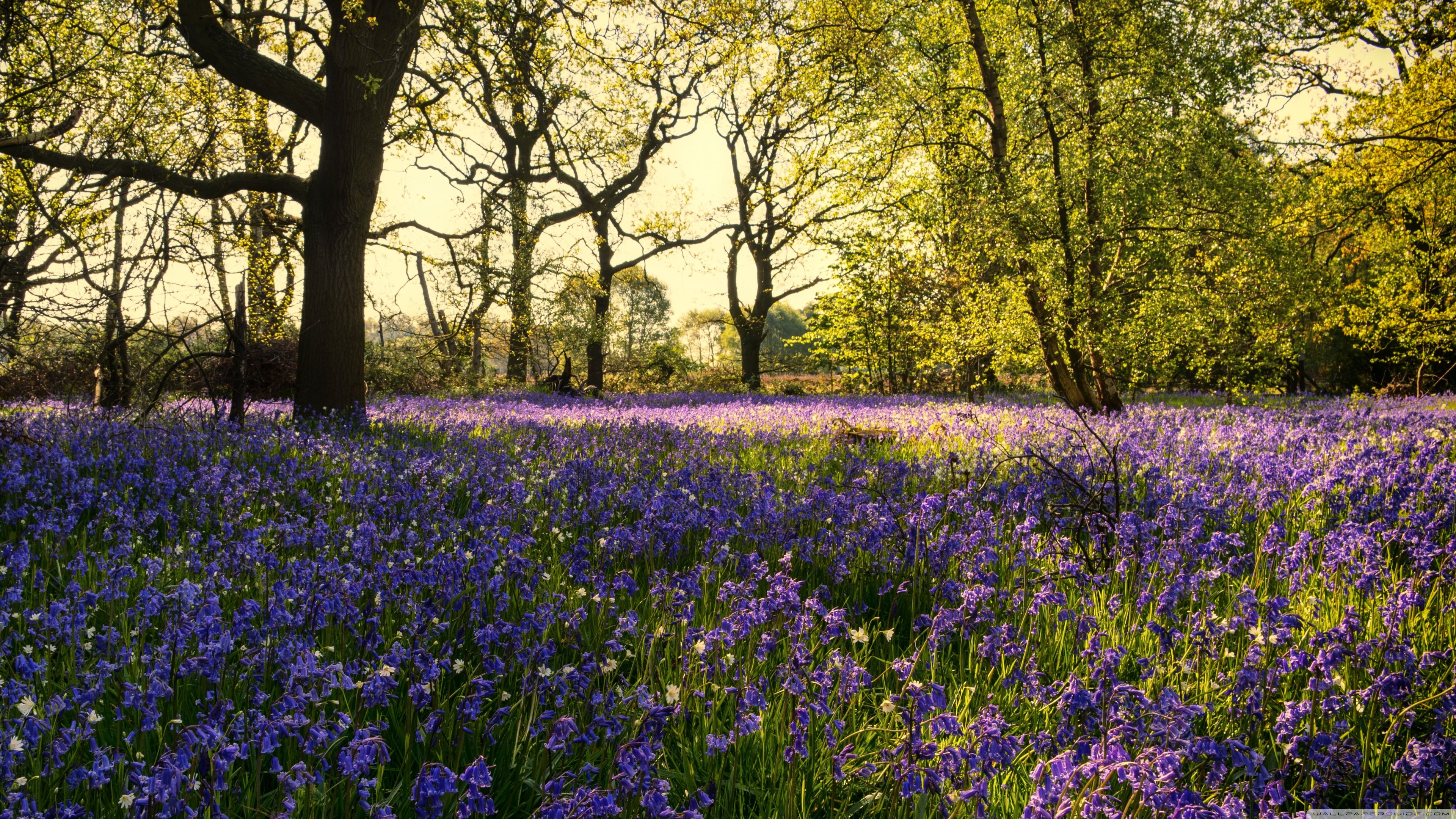 Bluebells Flowers, Woods, Spring Ultra HD Desktop Background Wallpaper for 4K UHD TV, Widescreen & UltraWide Desktop & Laptop, Tablet