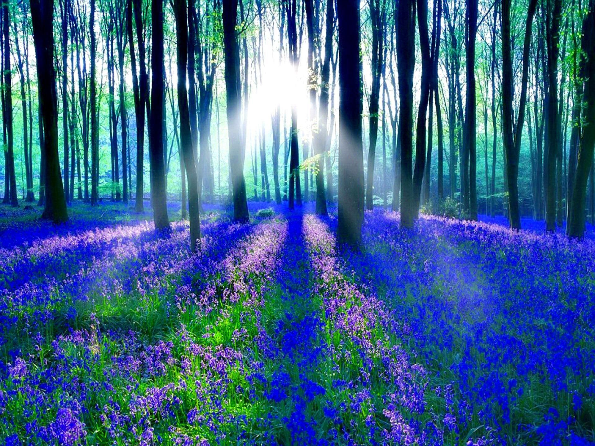 Bluebell Wood HD desktop wallpaper, Widescreen, High Definition. Enchanted forest scotland, Bluebells, Picture