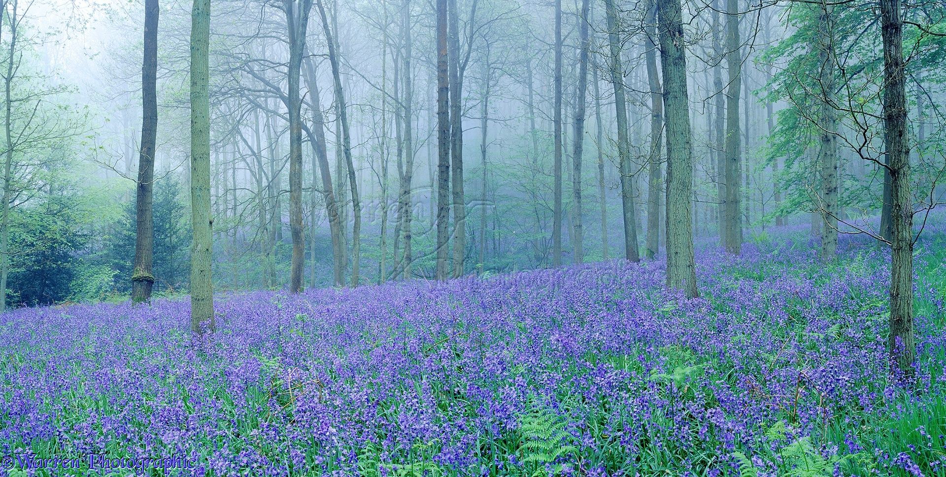 Misty Bluebell woods photo WP01203