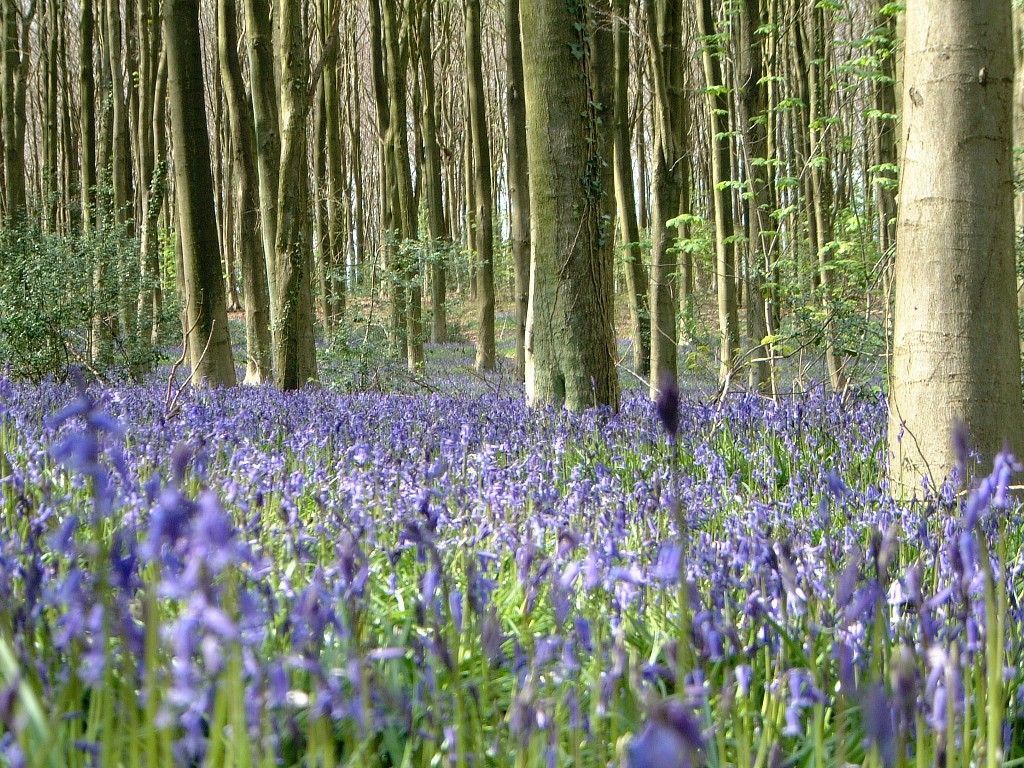 Bluebell Woods, Wrington, Somerset. Nature, Bluebells, Photomontage