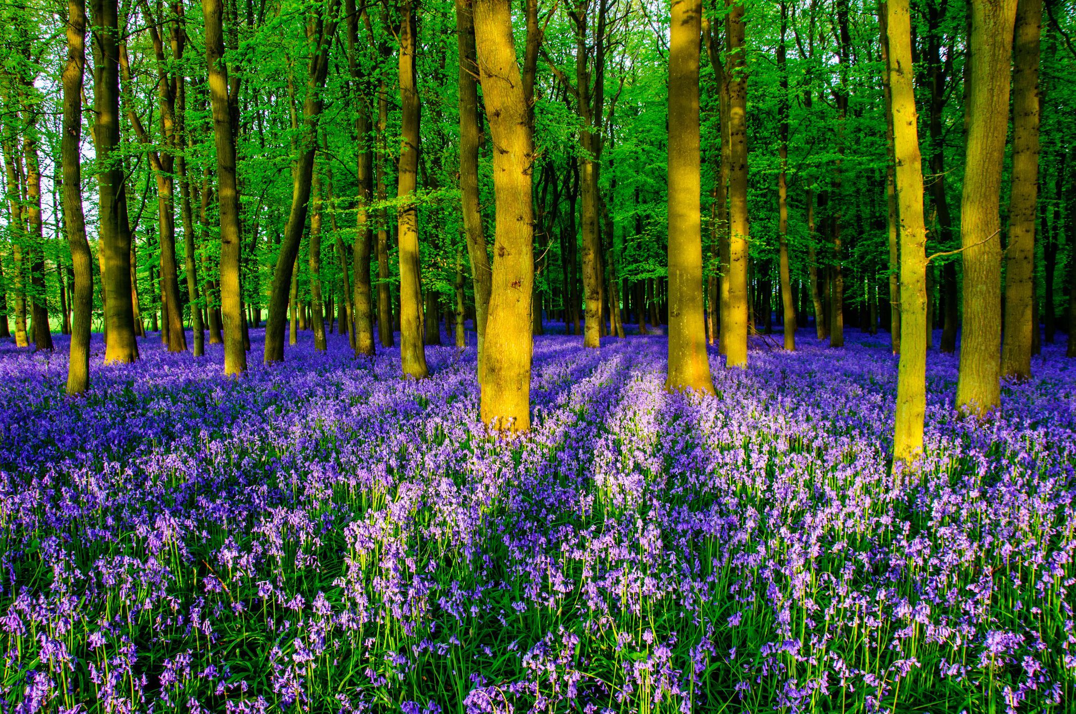 Best English Bluebell Woods To Visit April & May