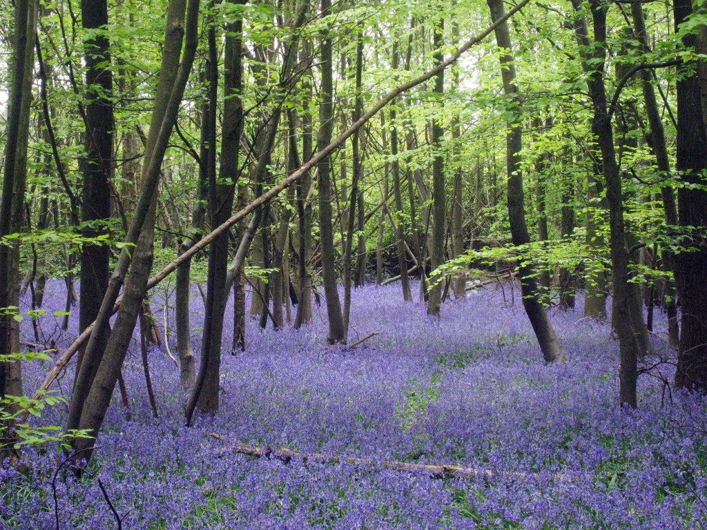 Of Bluebells and Fungi