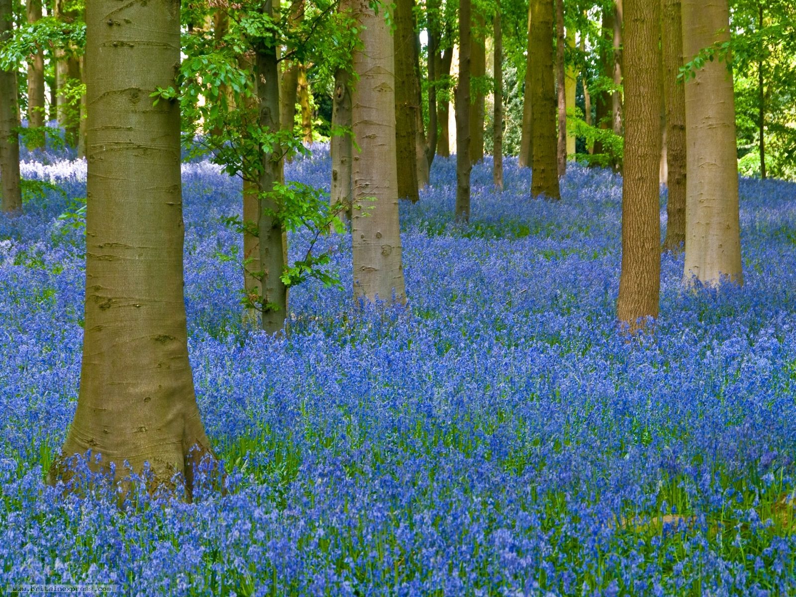Photo of Coton Manor bluebell woods