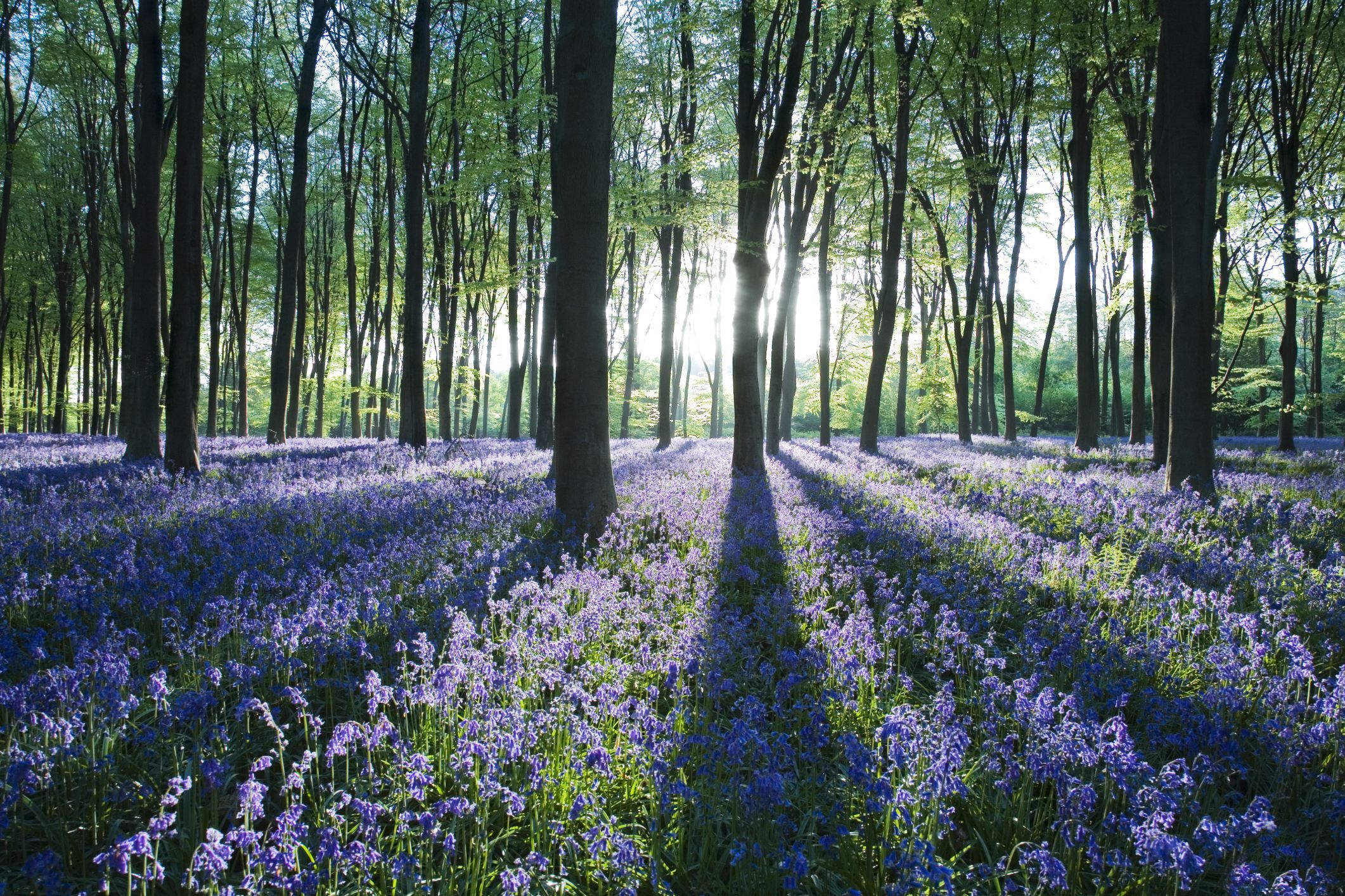 Best English Bluebell Woods To Visit April & May