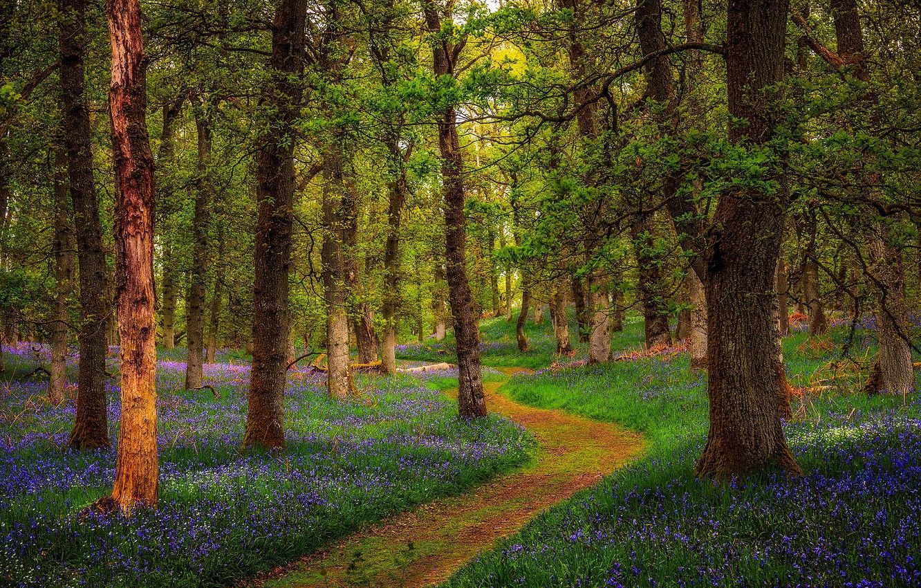 Wallpaper forest, Scotland, Scotland, Perthshire, Bluebell Woods image for desktop, section природа