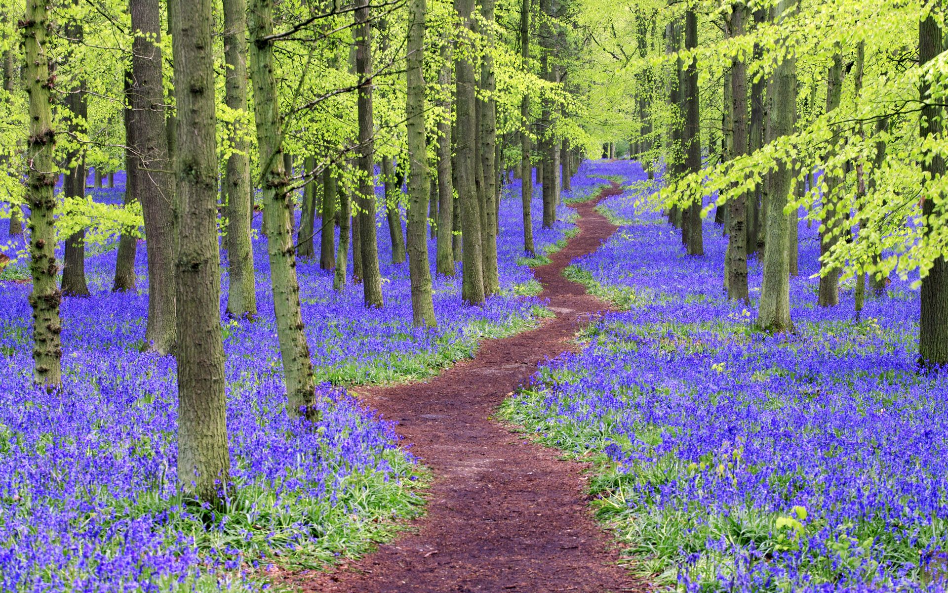 Path winding through bluebell wood, Hertfordshire, England, U.K