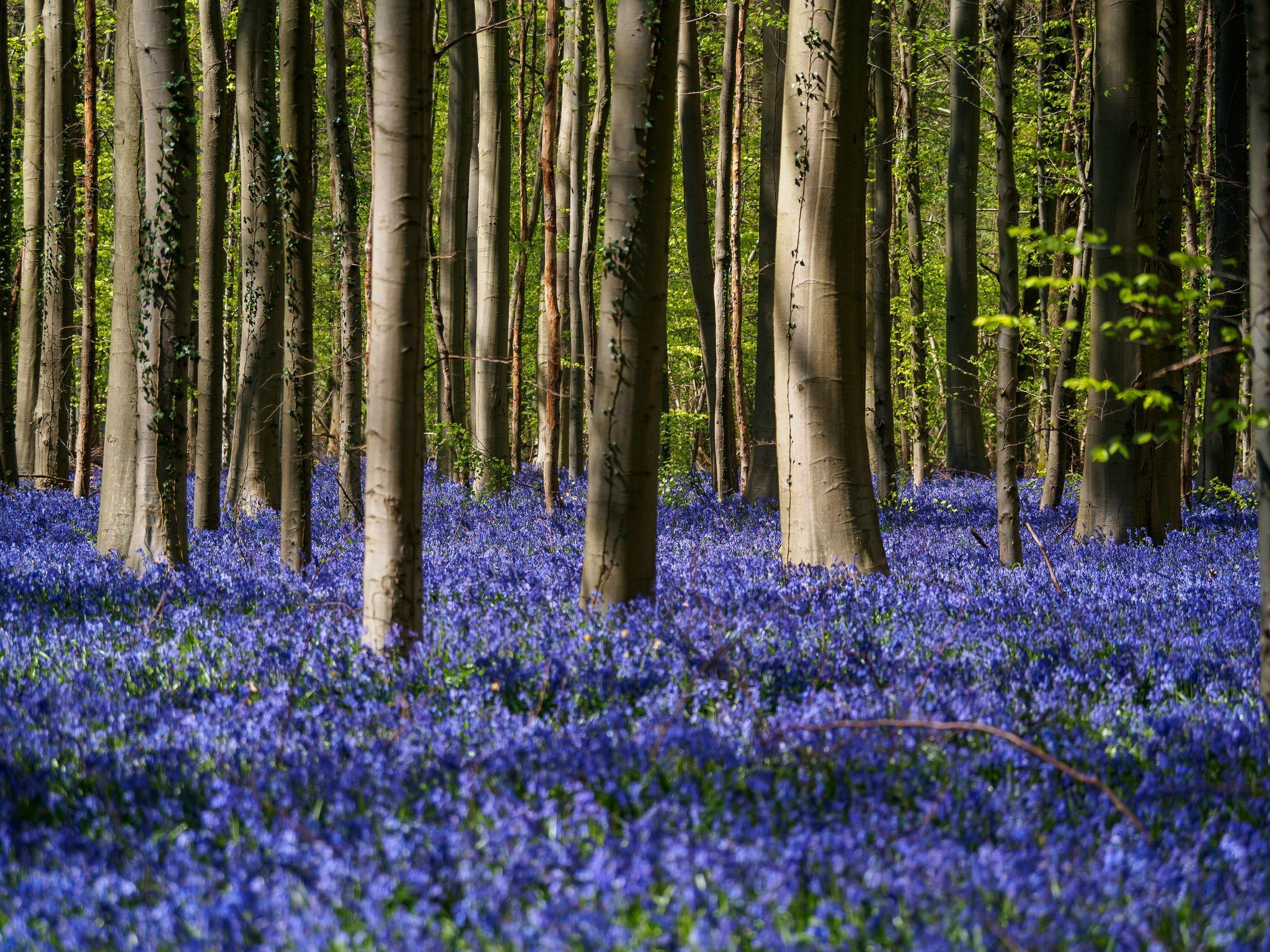 Bluebell Wood, Belgium [OC] [2048 x 1536]