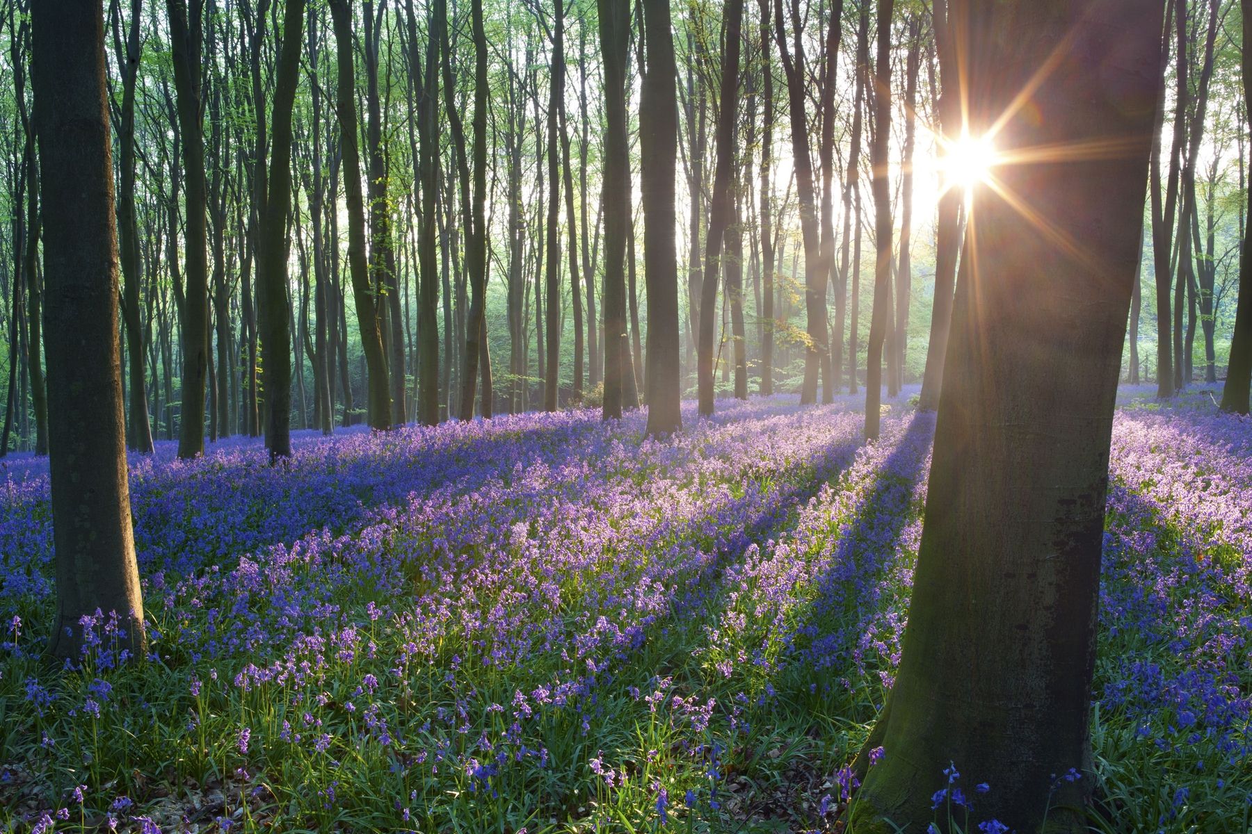 Buy Bluebell woods wall mural US shipping at Happywall.com