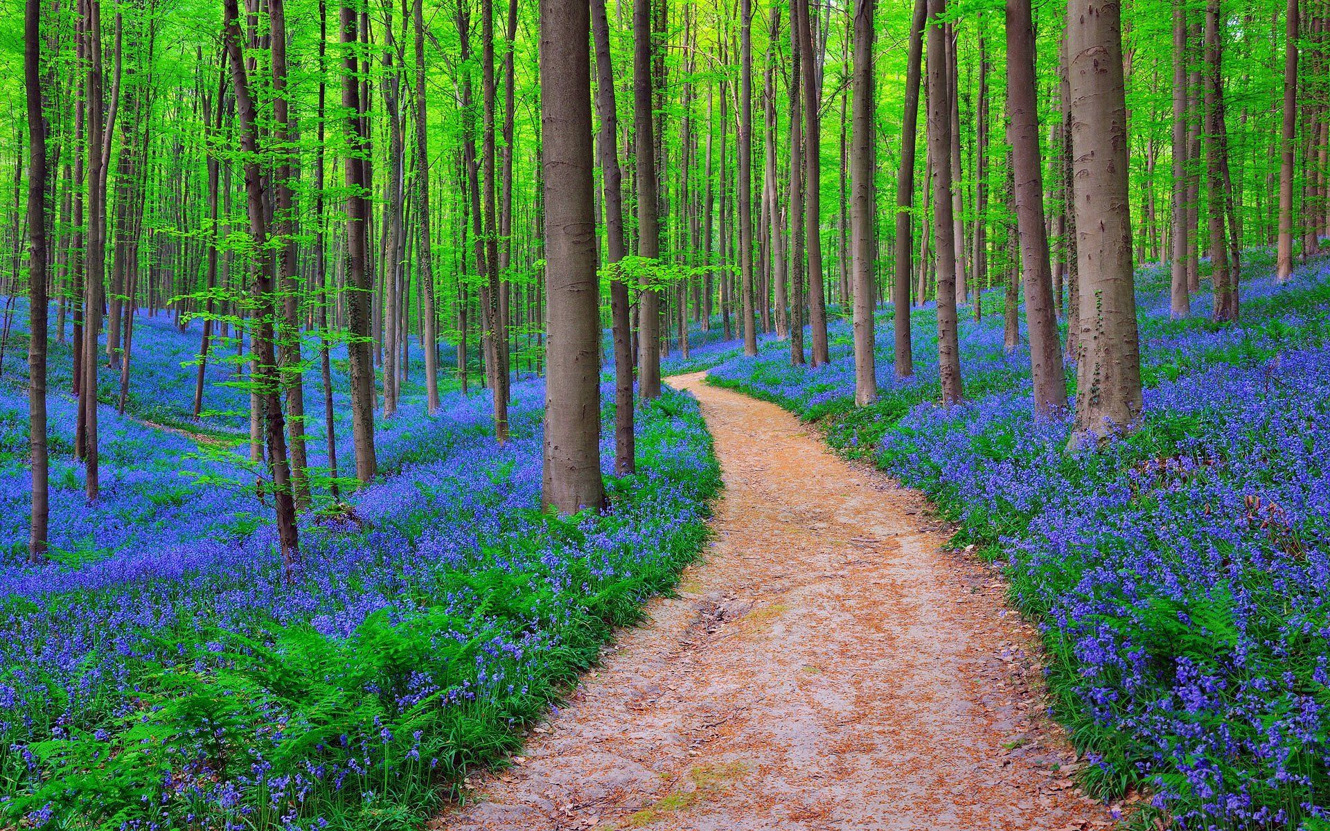 Belgium Forest Bluebells, HD Nature, 4k Wallpaper, Image, Background, Photo and Picture
