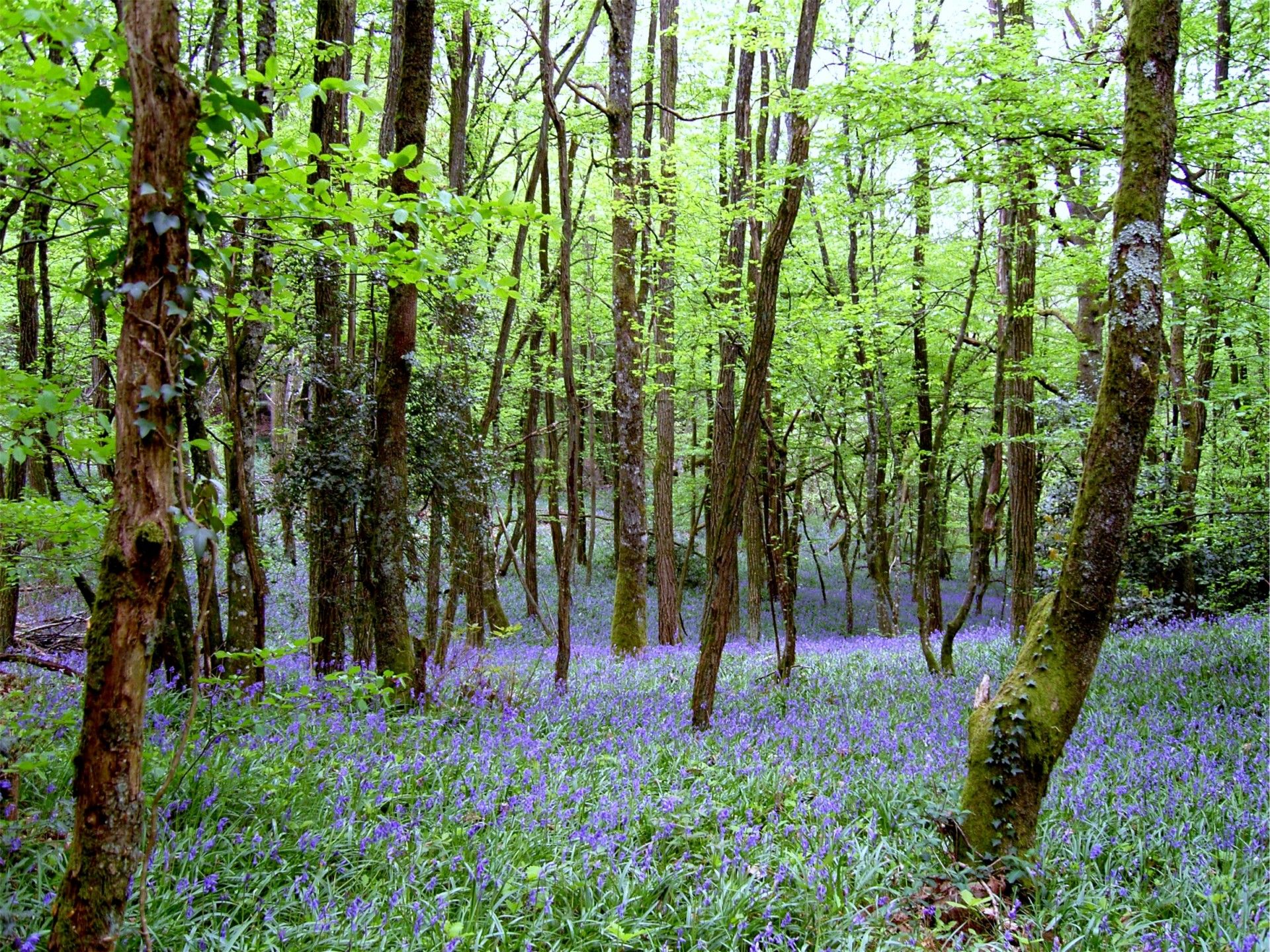 Bluebells In Woods Free Domain Picture