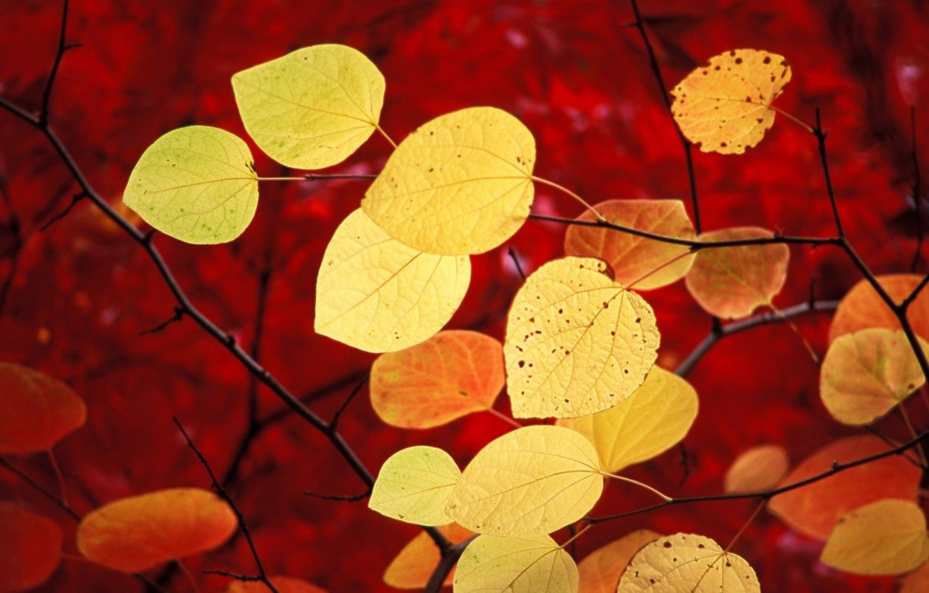 Autumn Wallpaper For Windows 7