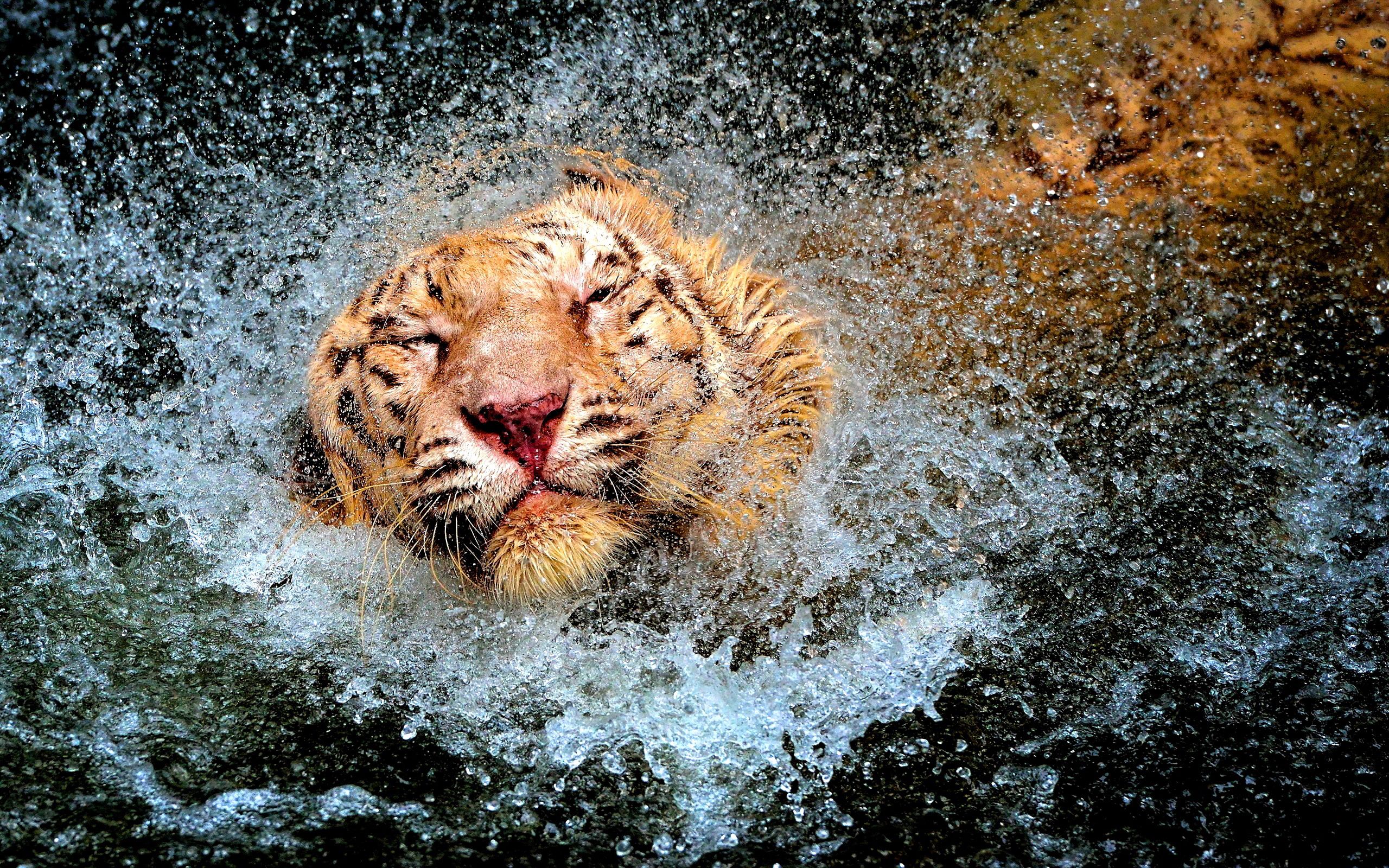 water lion wallpaper