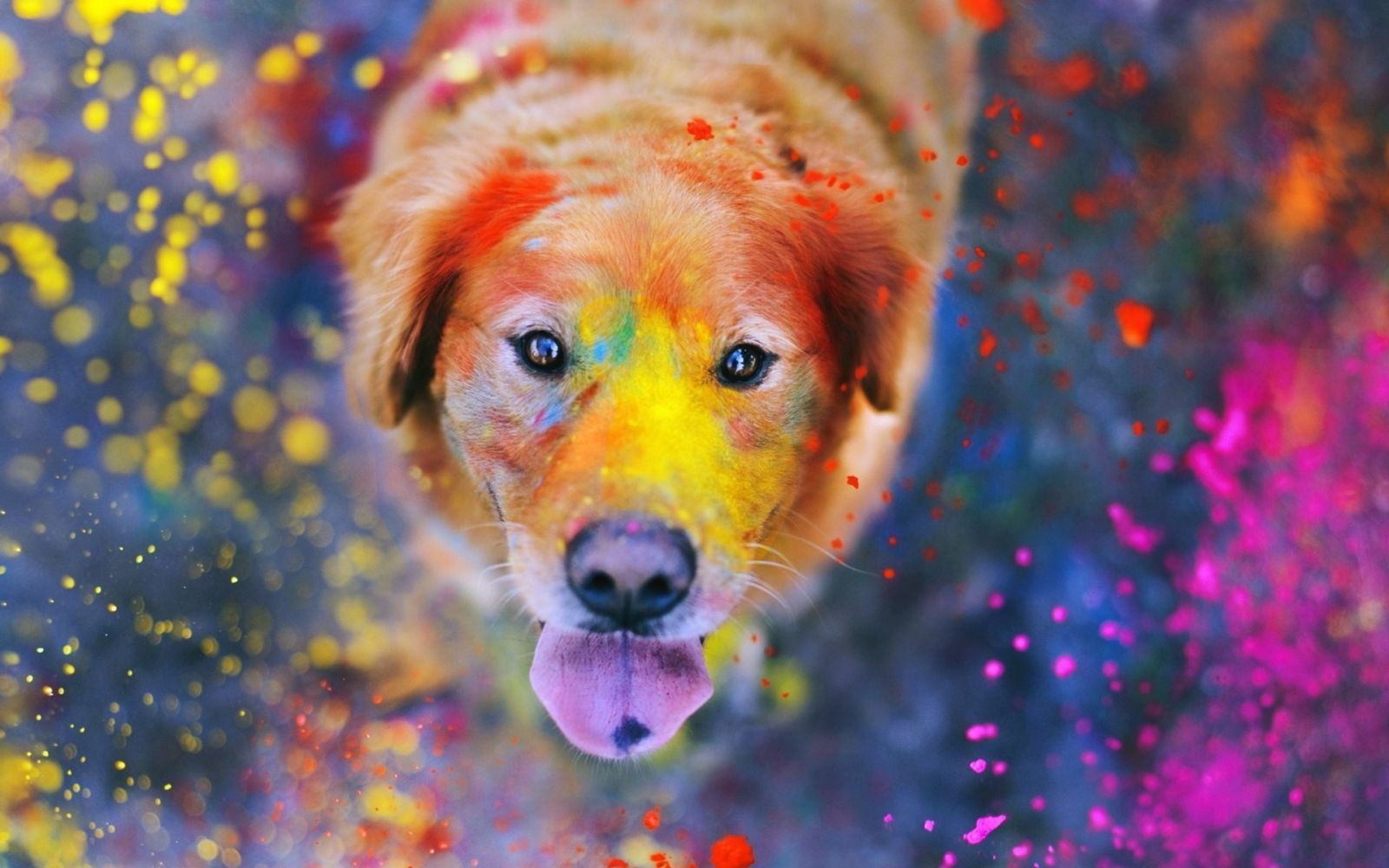 Dog during Holi Festival. Colorful dog, Dog photography, Giant dogs