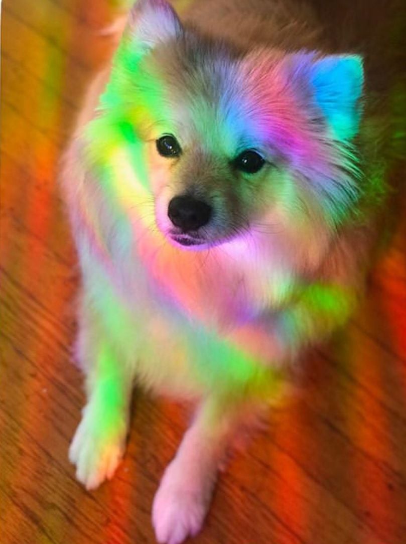 Rainbow dog. Rainbow dog, Colorful animals, Cute animals