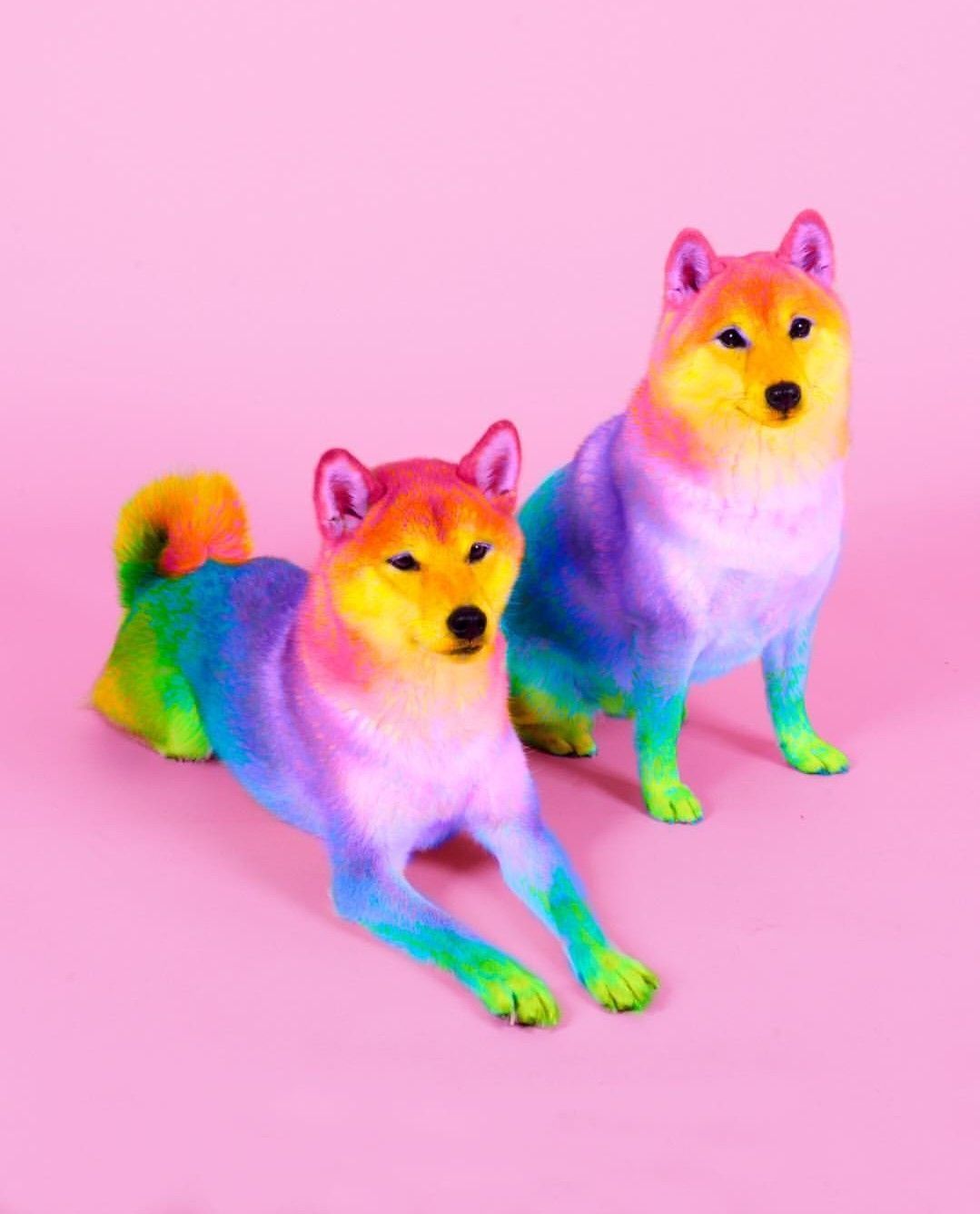 Rainbow. Rainbow dog, Cute little animals, Cute animals