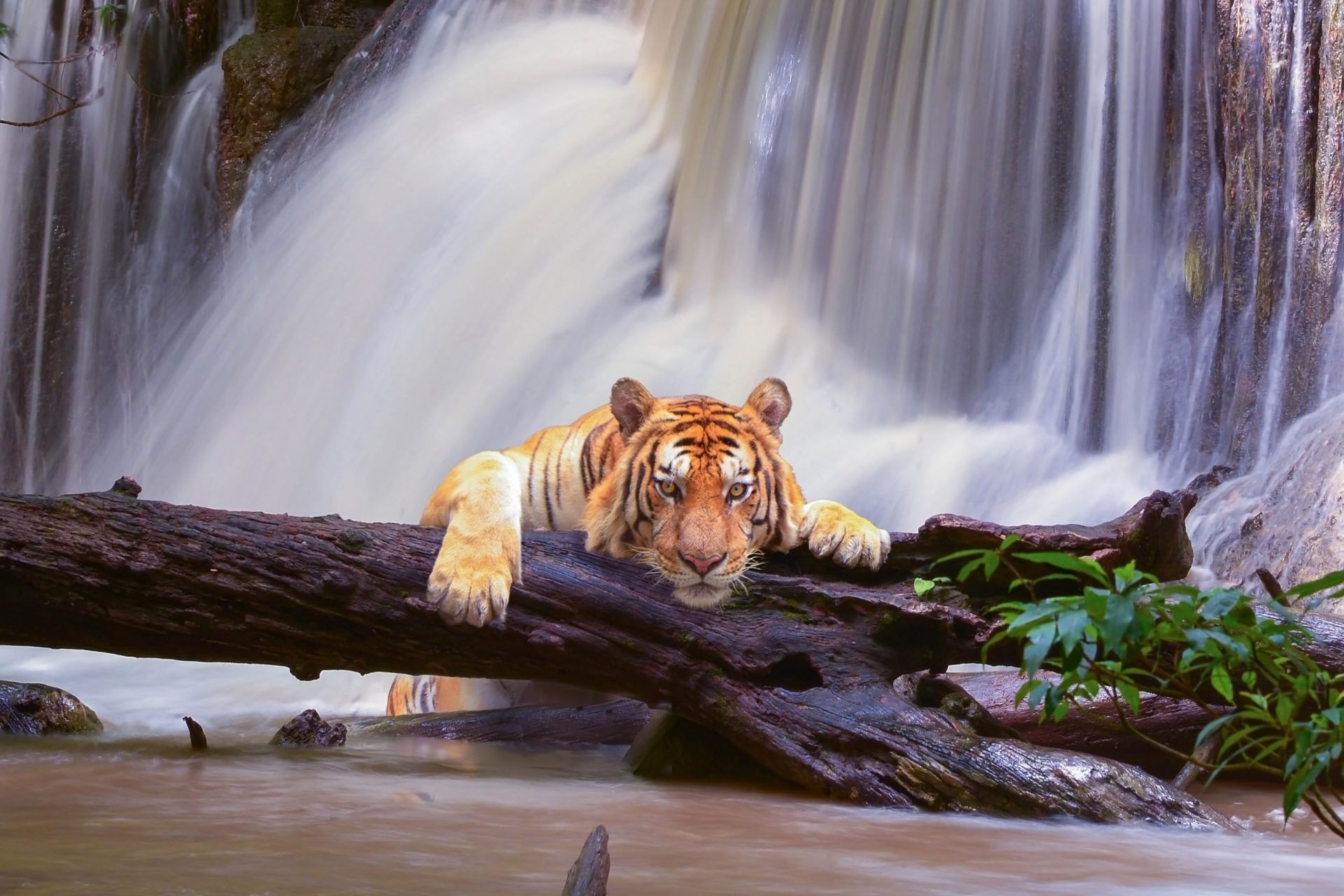 My Wild Cats Lion & Tiger HD Wallpaper