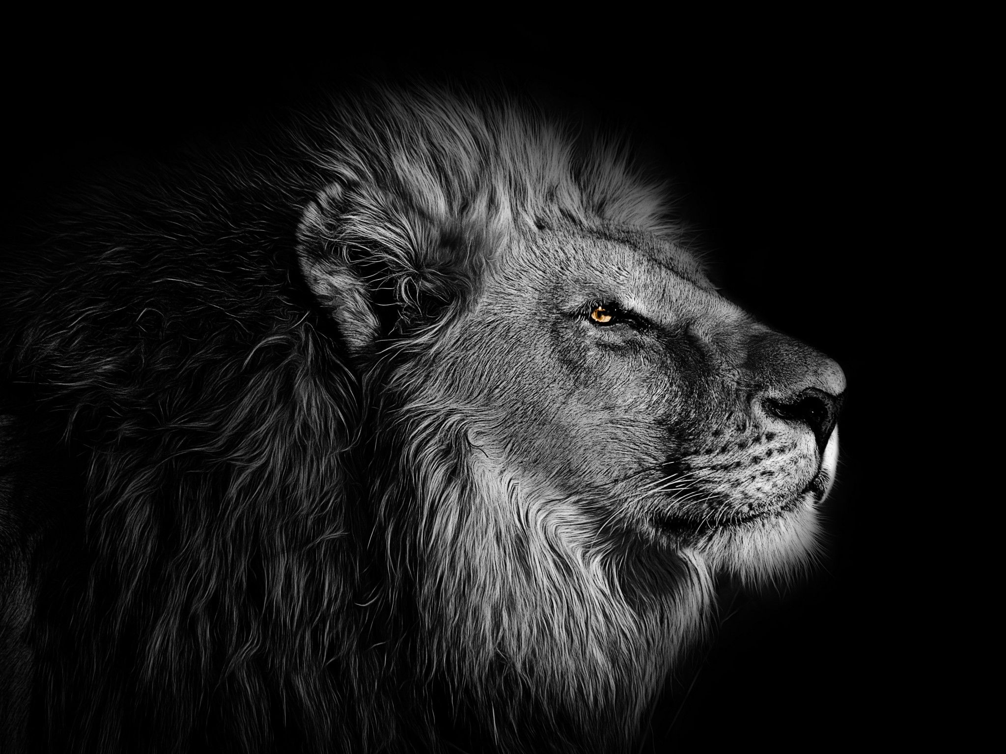 Lion Wallpaper 4K