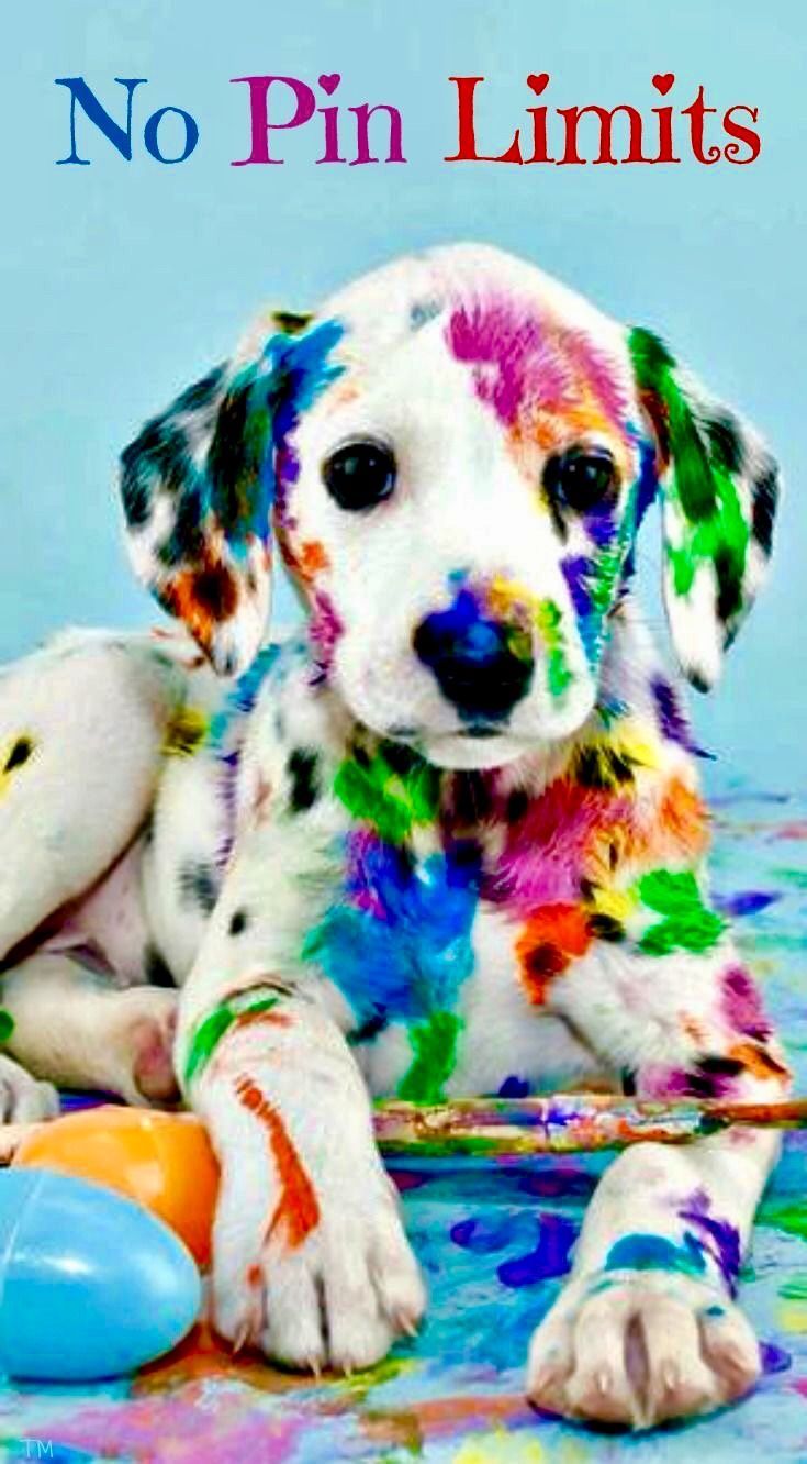 Rainbow Dog Wallpapers - Wallpaper Cave