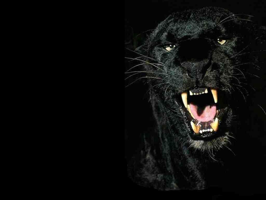 Black Panthers. Black animals, Wild cats, Animals beautiful