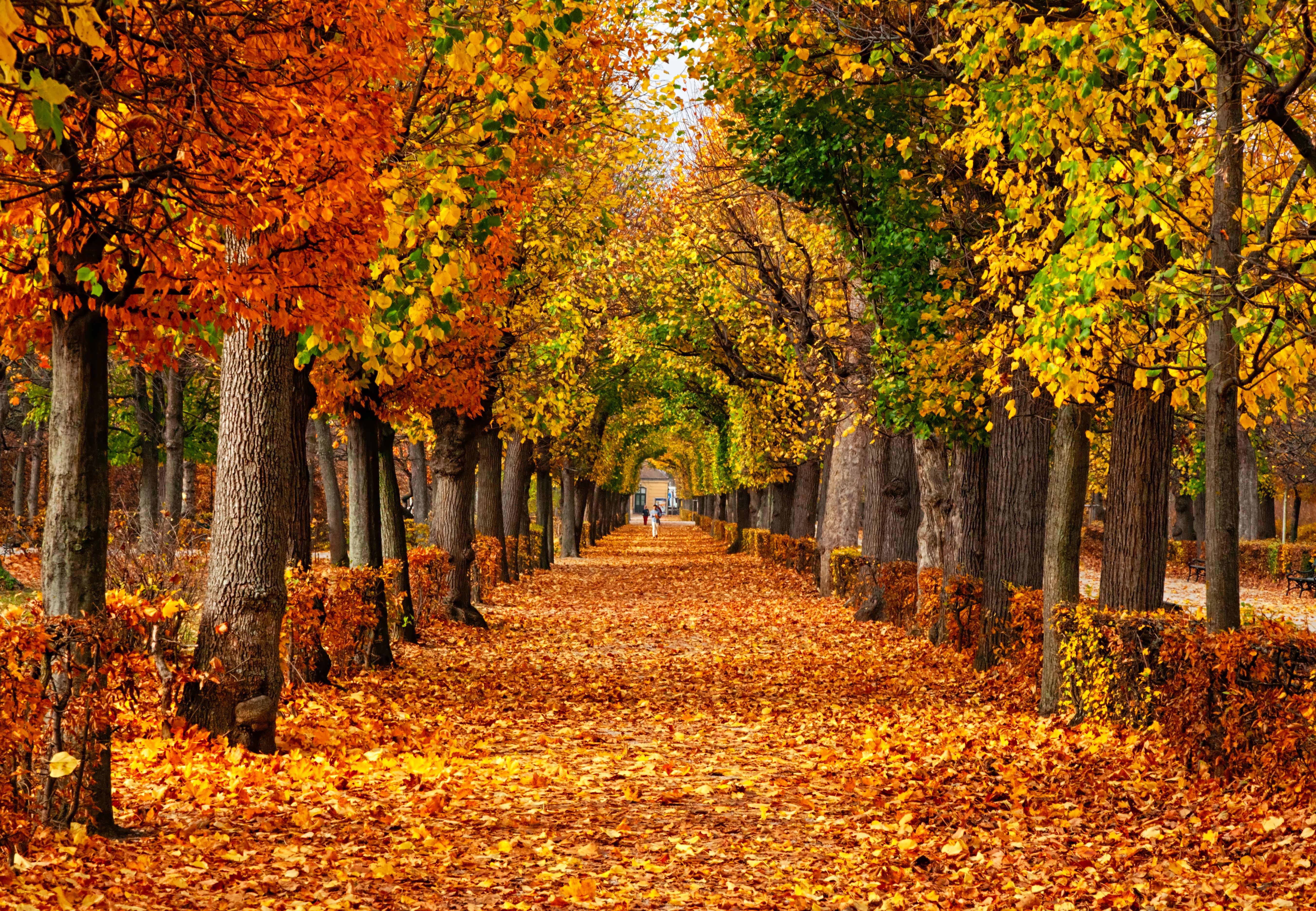 Fall Animated Background Autumn Animated Wallpapers Dream Wallpaper ...