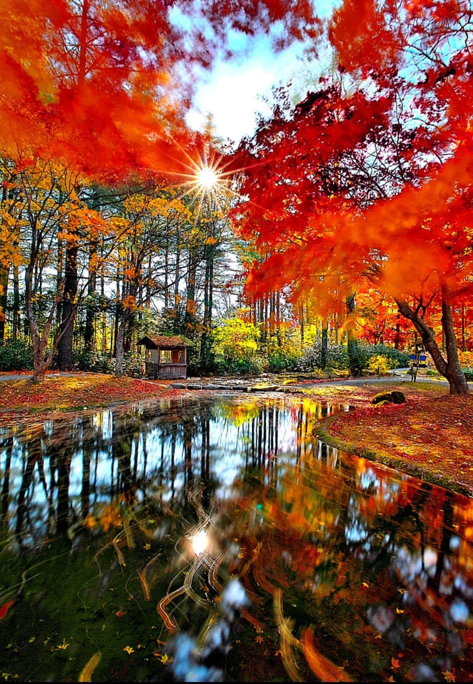 Autumn Wind Blowing Through a Forest by Teruyuki Kameda 126077577 (Japan). Autumn landscape, Autumn scenery, Beautiful nature