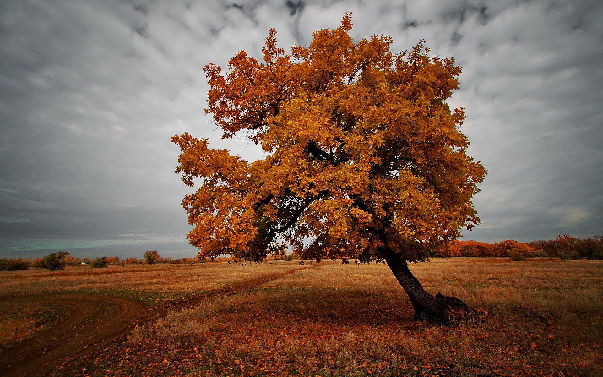 autumn brown landscape Desktop Wallpaperk HD