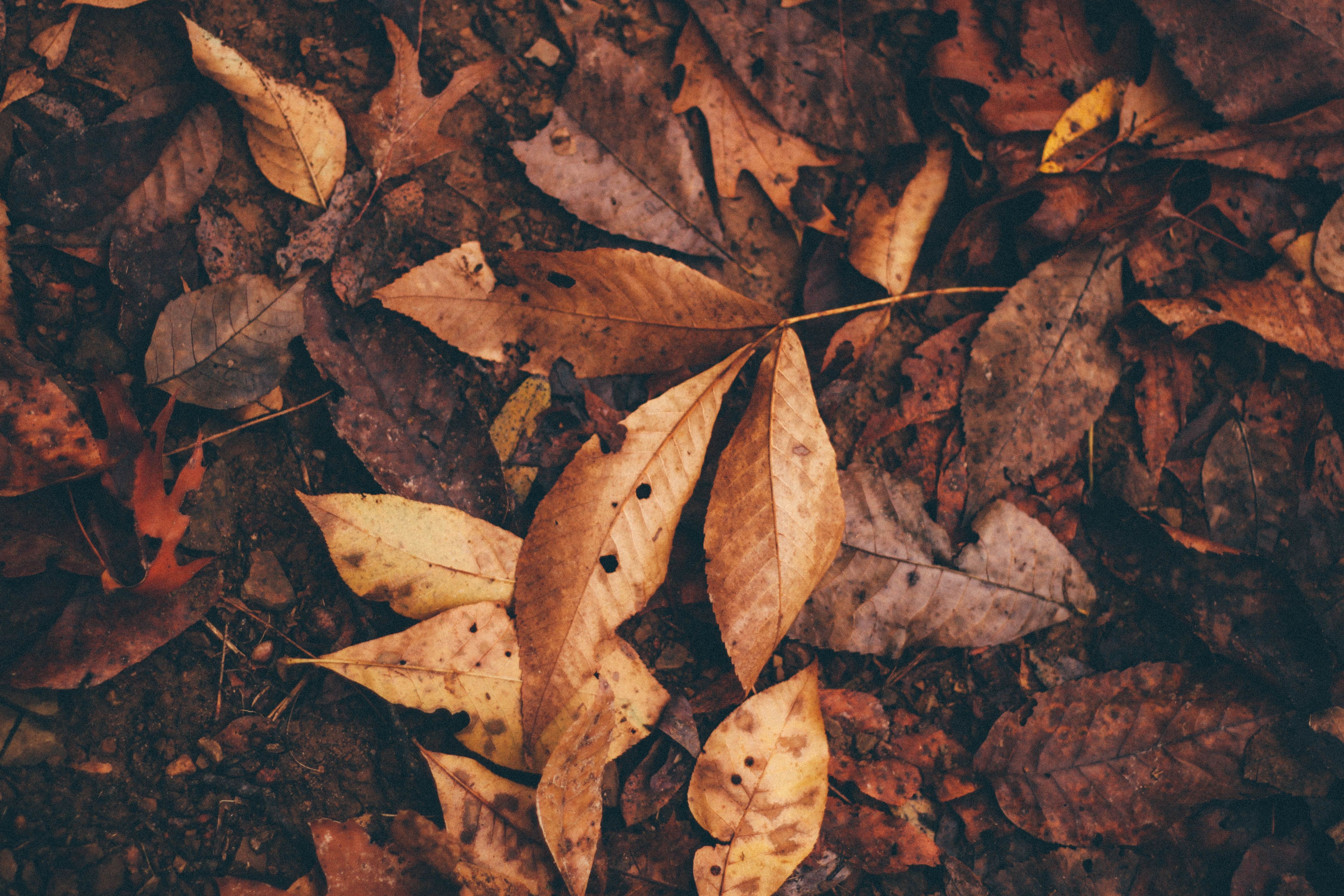 4752x3168 #leaves, #autumn, #ground, #nature, #orange, #leaf, #dry, #red, #forest, #brown, #fall, #tree, #Free image, #leafe. Mocah.org HD Desktop Wallpaper