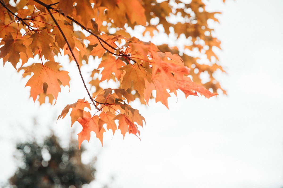 Minimal Setups Autumn Wallpaper To Use On Your Workspace. More here