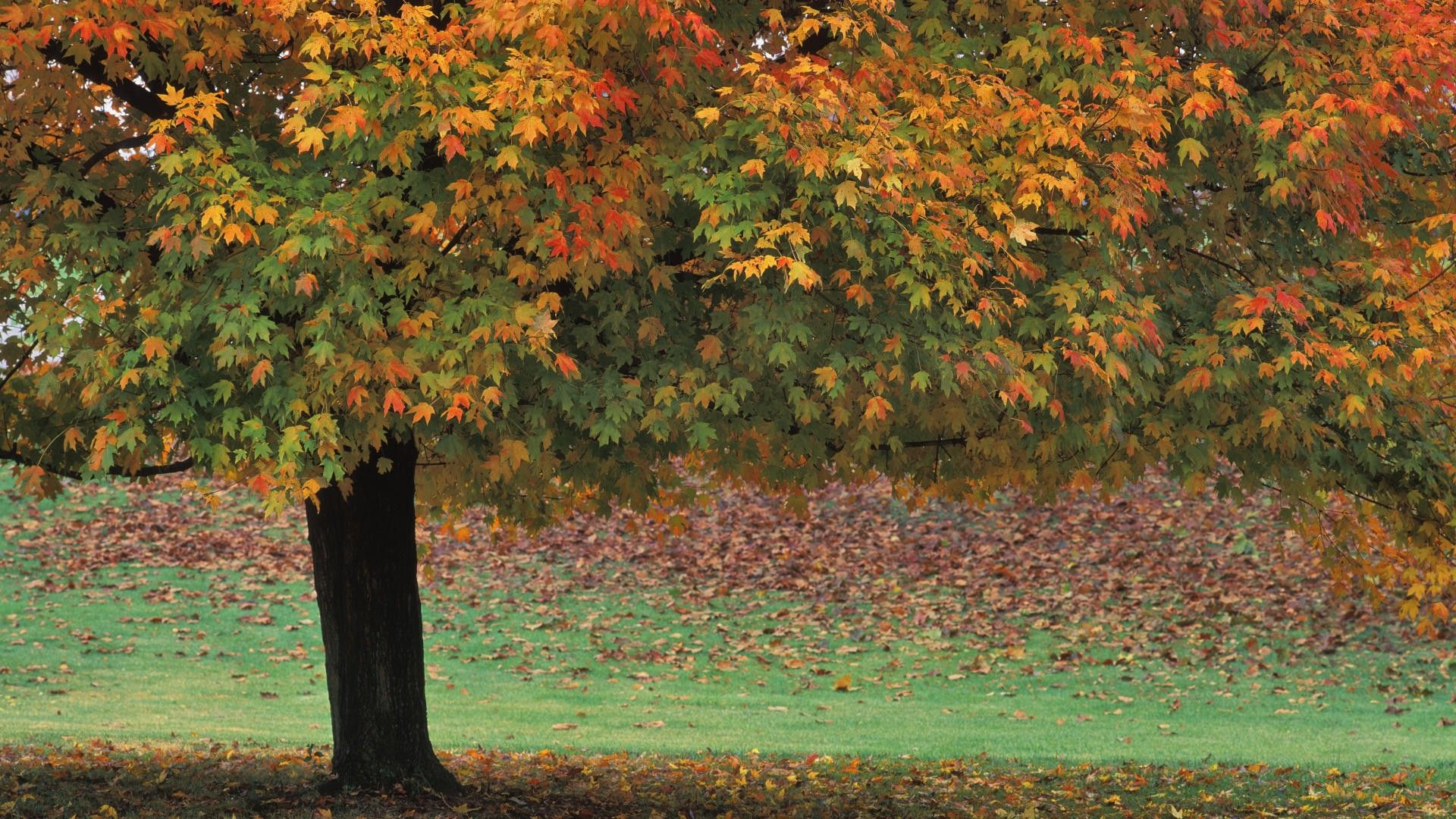Autumn, county, brown, state, park, wallpaper, indiana, tree, maple, single, landscape, nature