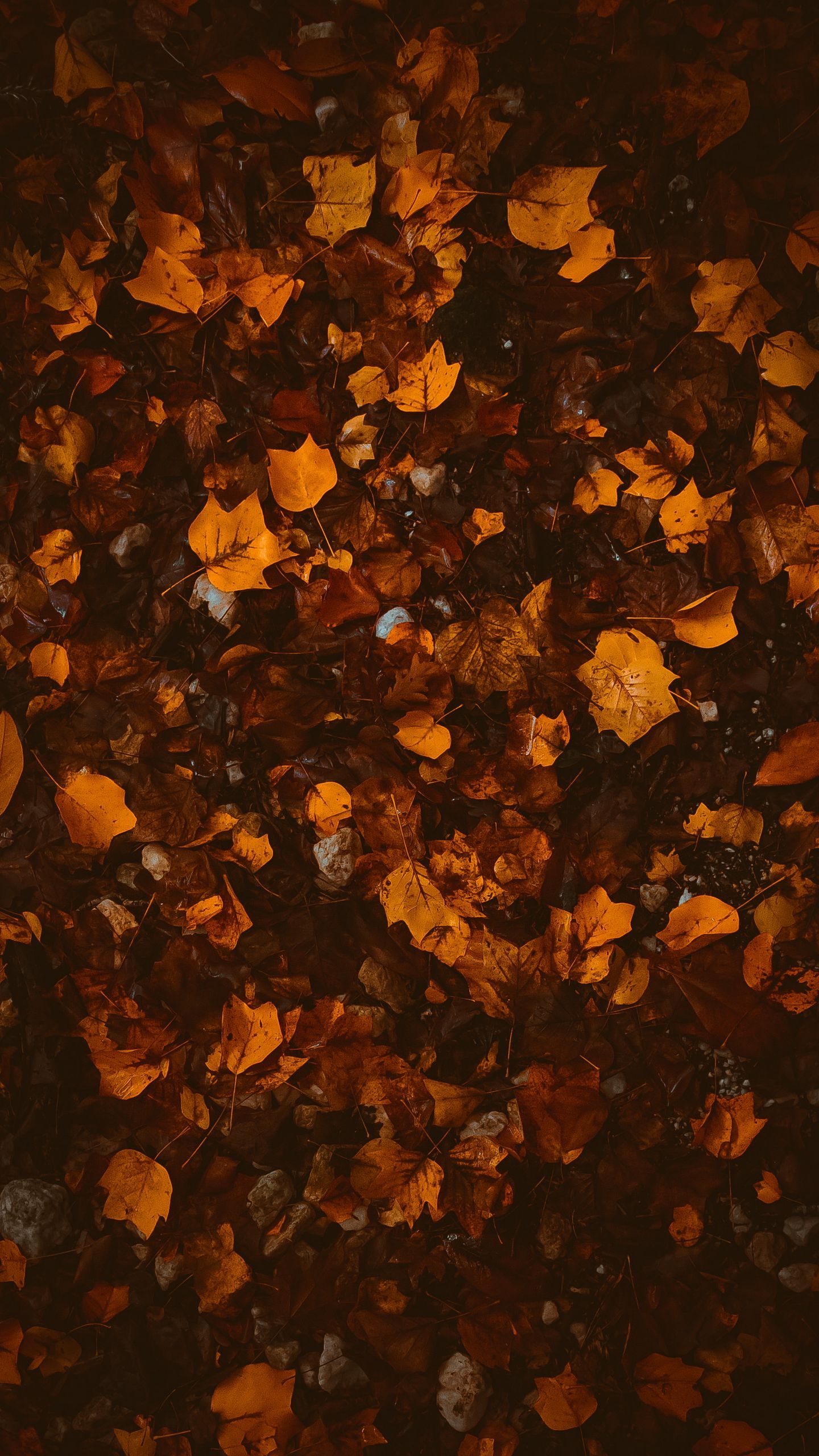 Download wallpaper 1440x2560 foliage, leaves, autumn, fallen, brown, yellow qhd samsung galaxy s s edge, note, lg g4 HD background