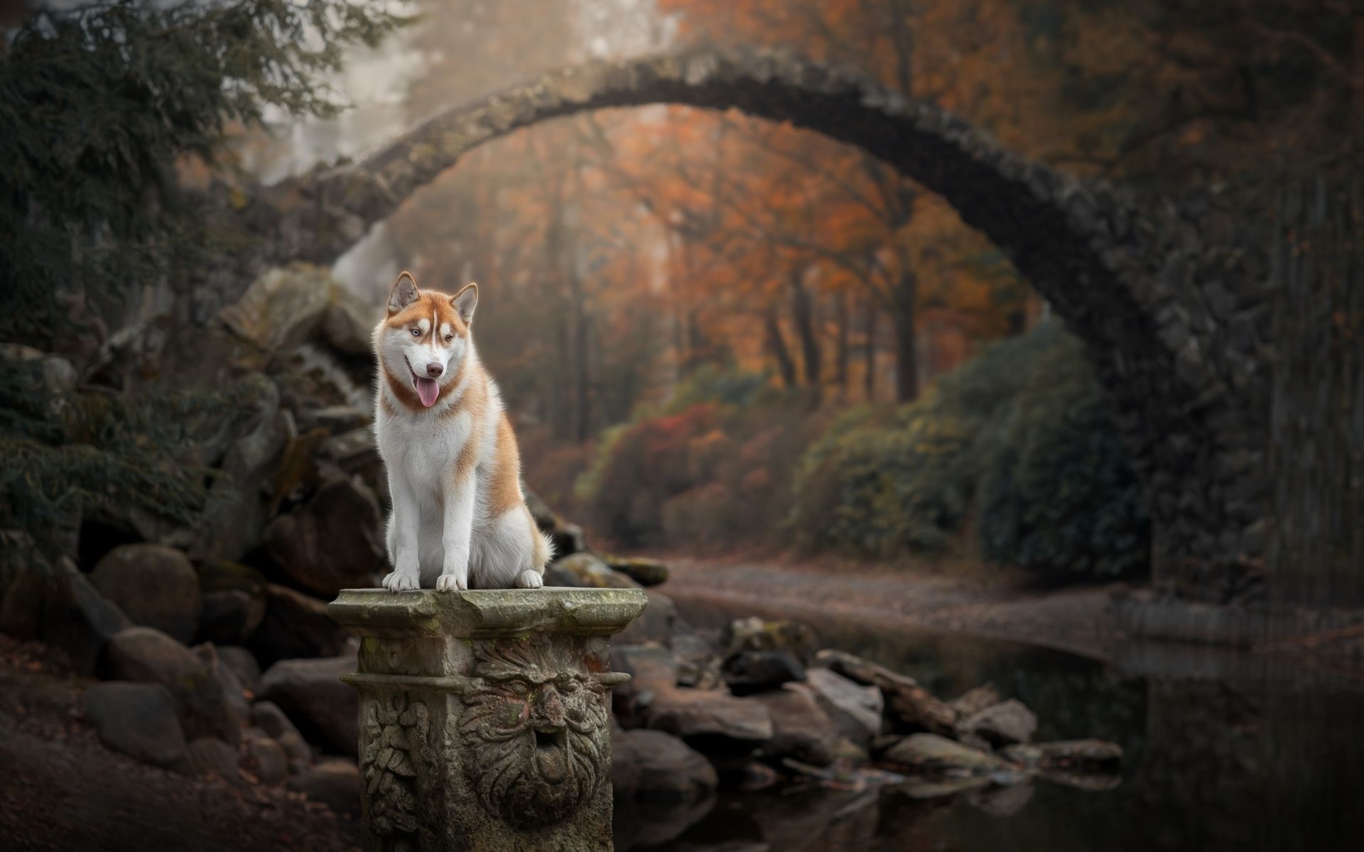Download wallpaper Siberian Husky, autumn, brown Husky, cute animals, Husky Dog, dogs, Siberian Husky Dog, Husky for desktop with resolution 1920x1200. High Quality HD picture wallpaper