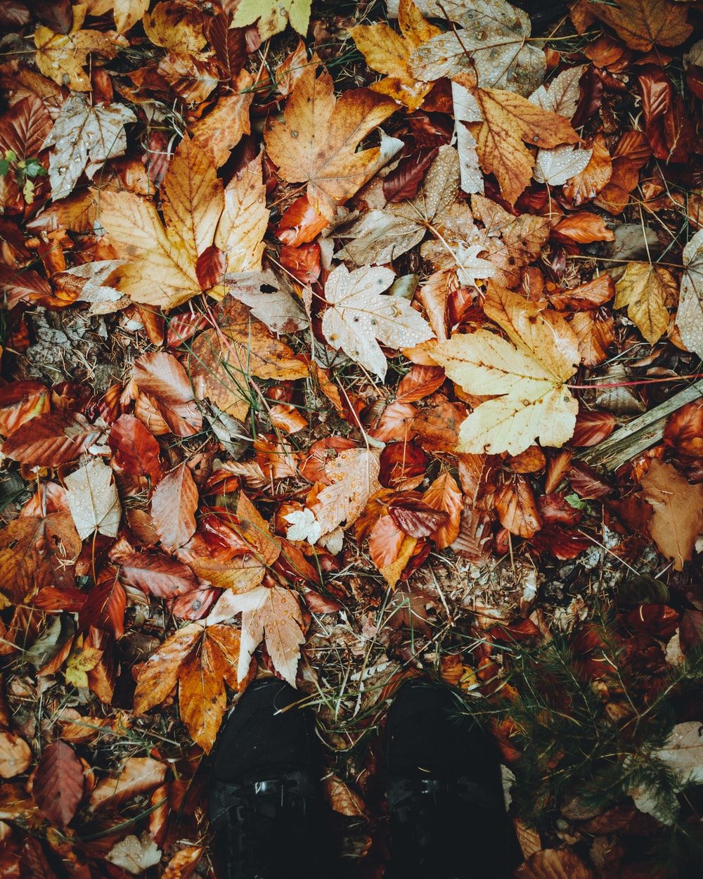 Autumn Leaves Picture. Download Free Image