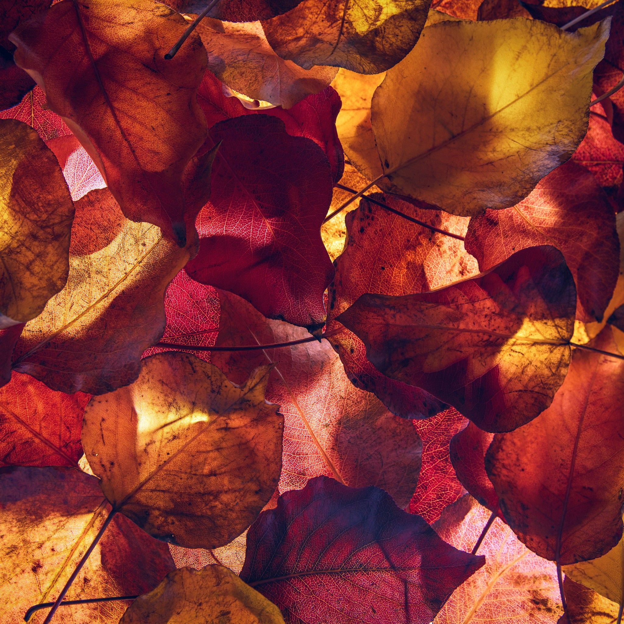 Maple leaves 4K Wallpaper, Autumn leaves, Foliage, Yellow leaves, Fallen leaves, 5K, Nature
