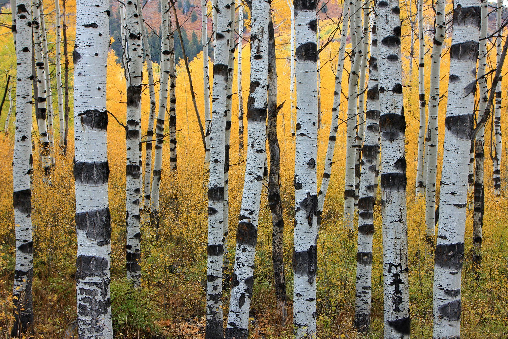 Autumn aspen trunks trees forest wallpaperx1365