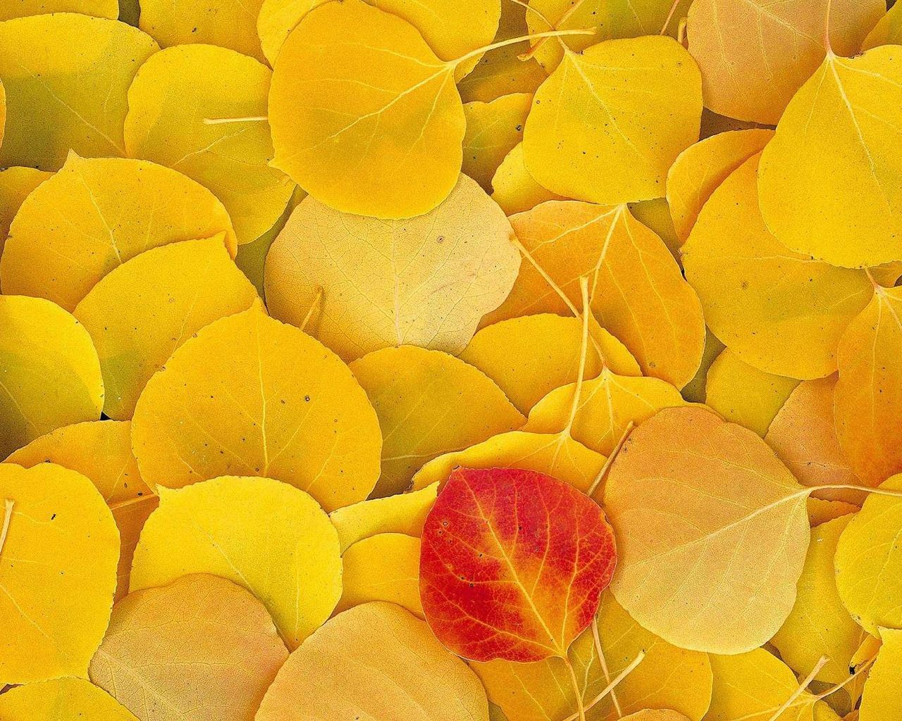 Aspen Leaves Wallpaper Autumn Nature Wallpaper in jpg format for free download