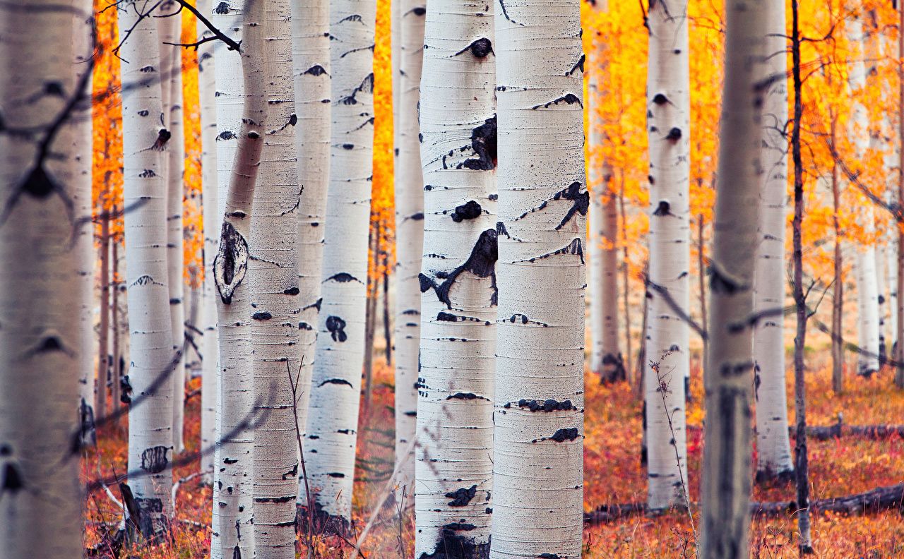 Free download Image USA Colorado Aspen Birch Nature Autumn Forests Trunk tree [1280x792] for your Desktop, Mobile & Tablet. Explore Aspens Wallpaper. Aspens Wallpaper