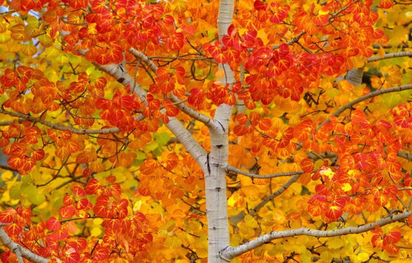 Wallpaper autumn, leaves, tree, USA, aspen, Aspen image for desktop, section природа