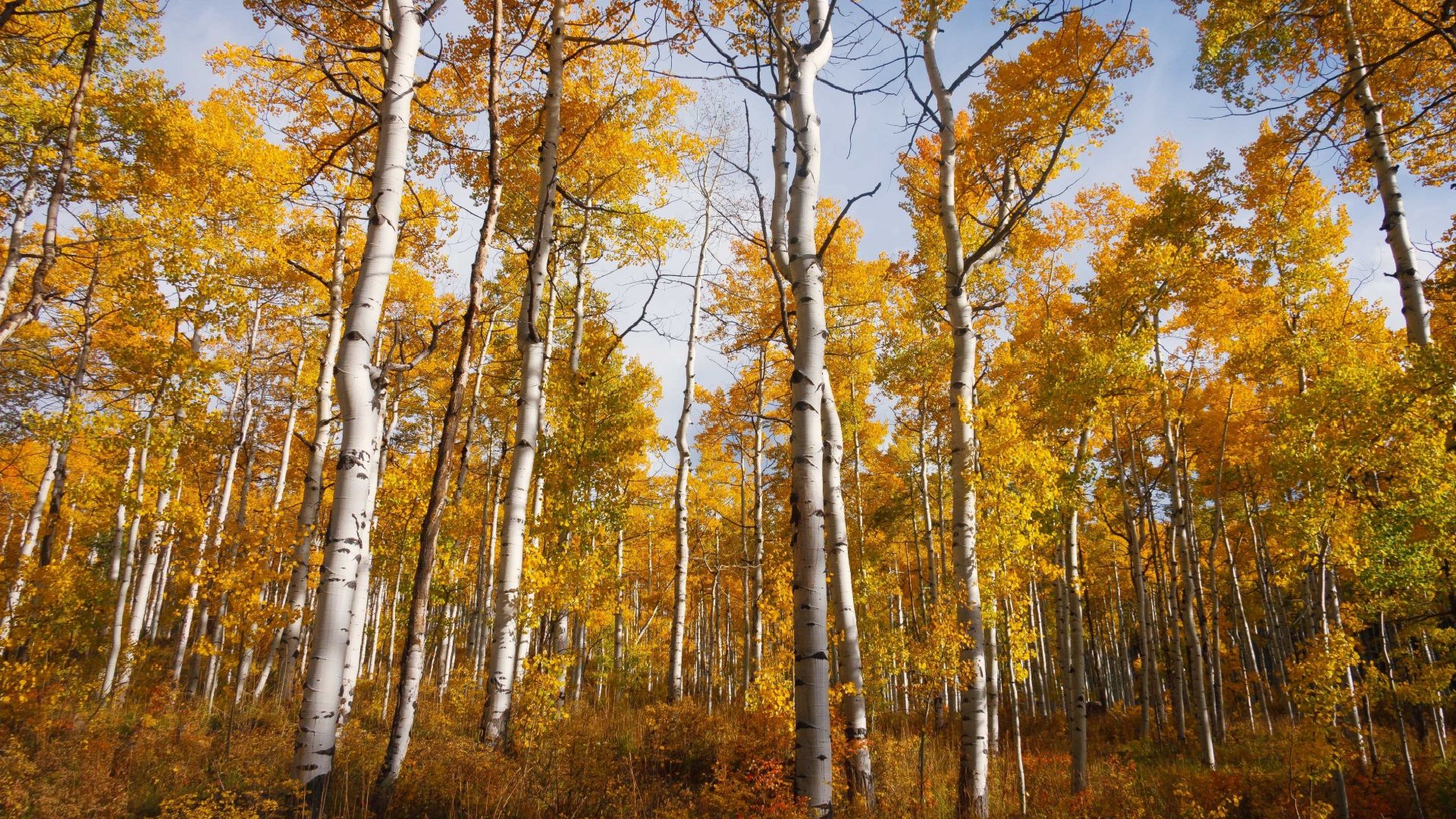 Autumn Aspens Wallpapers - Wallpaper Cave