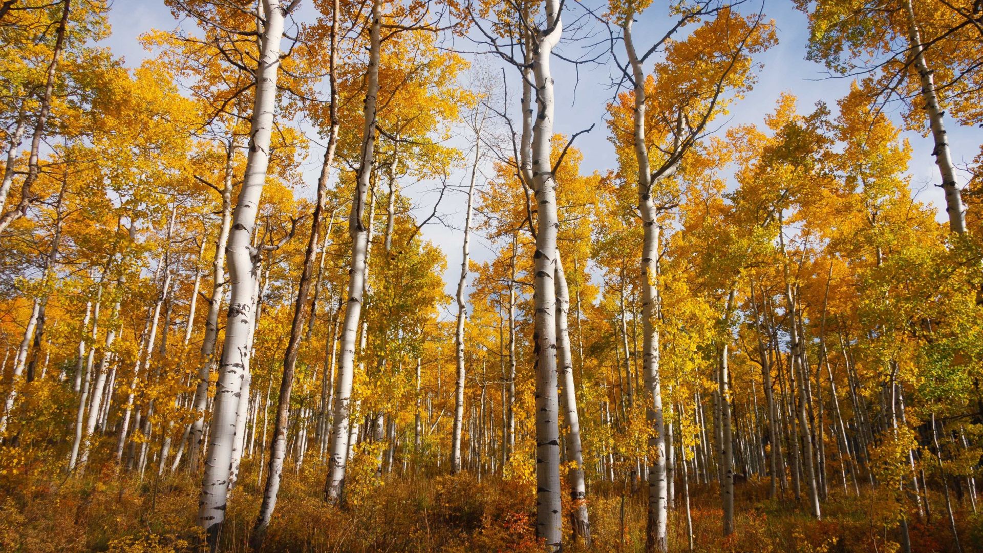 Yellow Quaking Aspen Trees Forest, Fall Free Photo Wallpaper