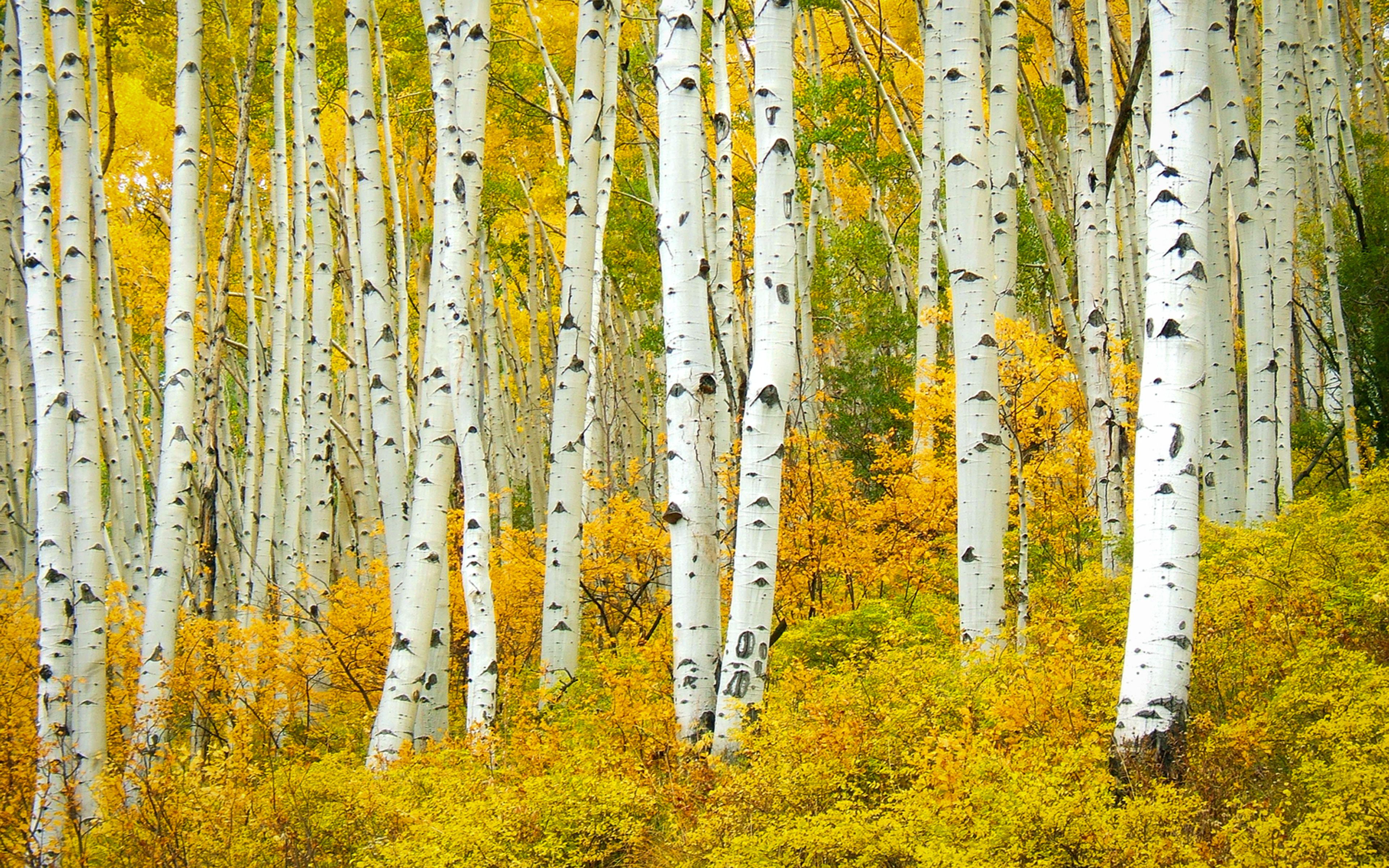 Flagstaff Aspen Trees In Fall HD Wallpaper