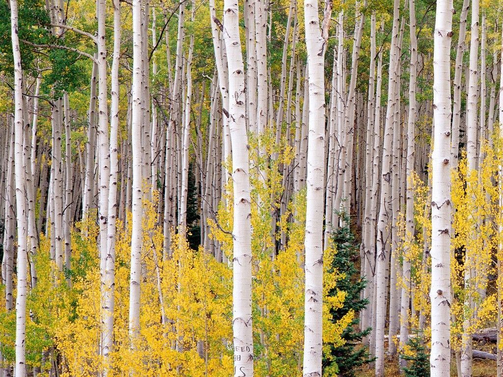 Autumn Aspens, Colorado, United States. Birches wallpaper, Birch tree wallpaper, Photo tree