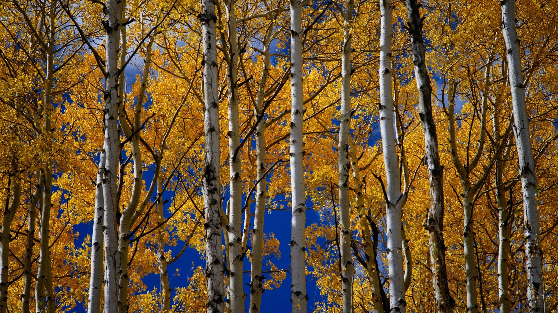 Yellow Aspen Trees In Fall Download HQ Wallpaper