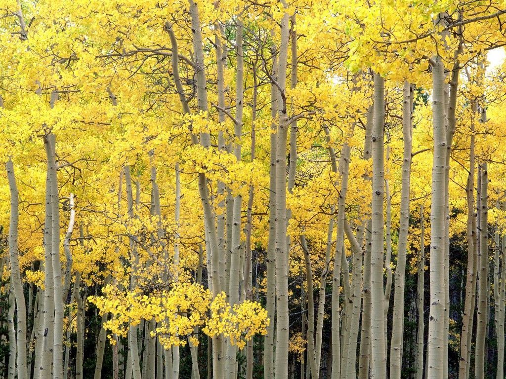 Fall trees. Yellow tree, Nature photo, Beautiful tree