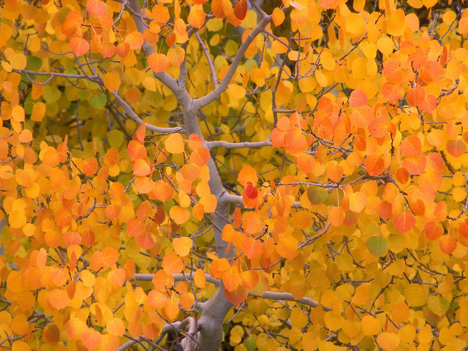 Aspen Tree Wallpaper Fall Leaves Free HD Wallpaper