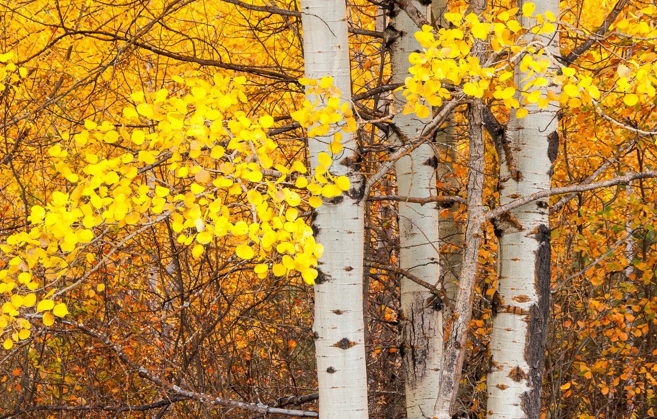Wallpaper autumn, leaves, tree, trunk, aspen image for desktop, section природа