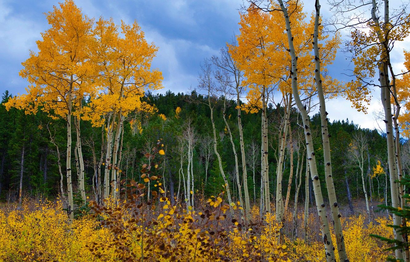 Wallpaper autumn, forest, leaves, trees, foliage, yellow, crown, autumn, aspen image for desktop, section пейзажи