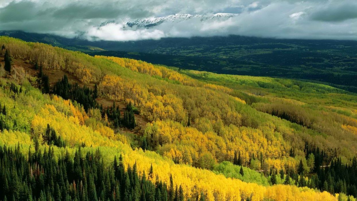 Autumn forests national Colorado Aspen wallpaperx1080