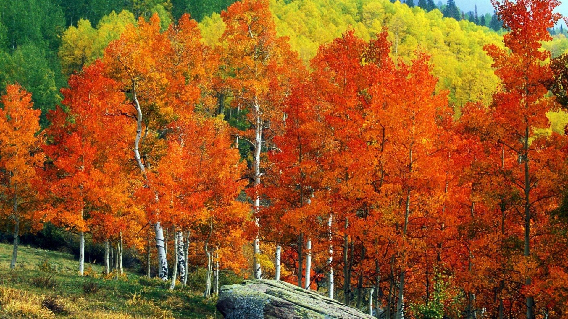 Fall Mountain Desktop