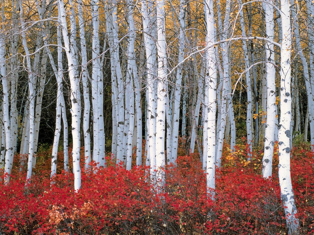 aspen image Search Results. Forest wallpaper, Aspen trees, Nature tree